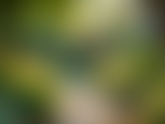 Conquering the Challenges of Shade Gardening for a Lush Outdoor Space