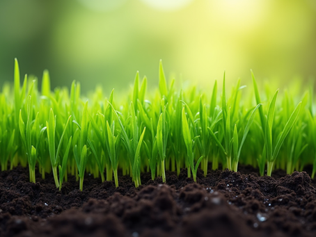 Enhance Your Lawn with Organic Lawn Maintenance