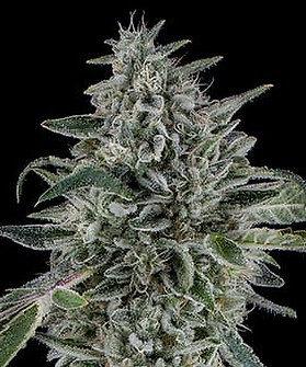 Cereal Milk Cannabis Strain