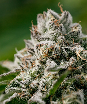 Sugar Cookies Cannabis Strain