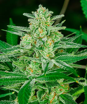 Blue Dream Cannabis Strain