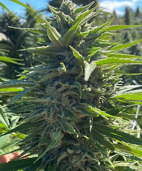 Wedding Cake Cannabis Strain