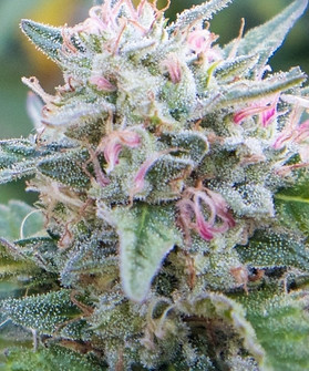 Animal Mints Cannabis Strain