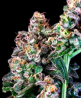 Pai Gow Cannabis Strain