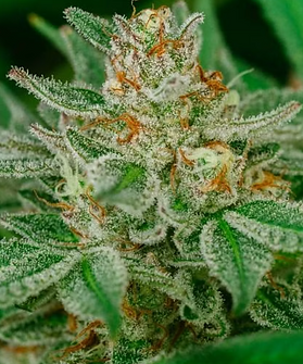 Banana Breath Cannabis Strain
