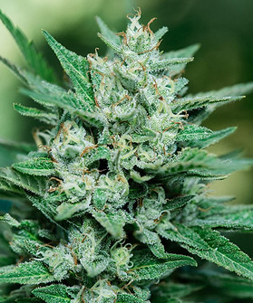 Papa Smurf Cannabis Strain