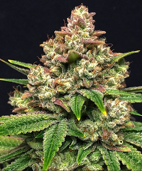 Grease Monkey Cannabis Strain