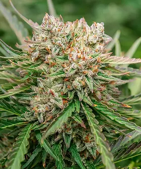 GMO Cannabis Strain