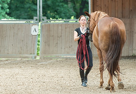 mobiler Reitunterricht, Beritt, Pferdeausbildung, Freizeitpferd, Gymnastizierung, gesund reiten, Dehnugshaltung, Vorwärst abwärts, Dressurausbildung, Longe, Bodenarbeit, Seitengänge, Sculterherein, Traversale,