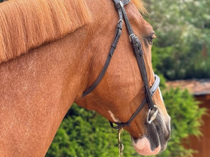 RINA THE SHOWJUMPER TRADER. A mare with future. Suitable for both a professional or an ambitious amateur rider. Plenty of scope, great mind, she has already jumped 1.45 m 2* classes, has some experience in the 1.40 m classes and is ready to keep developing further in the sport. Her proven pedigree and her white splash 1 gene genotype make her interesting not only for the sport but also for breeding.