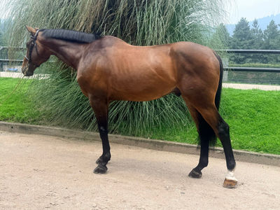 JOTA EFE RHAMSES He has a lot of experience in 1.35/1.40 m classes. Good mind, automatic flying changes. A nice and forgiving horse to step up in the sport.