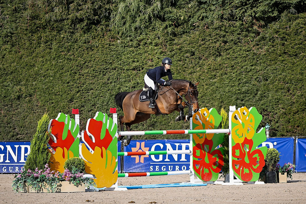 DONDER VDC Z. A gelding with scope quality and a top mind. Suitable for both an amateur or a professional rider to keep developing further. Plenty of scope, great mind, automatic flying changes, incredibly comfortable gaits, he has already jumped 1.45 m ranking 2* classes with ease and is ready to keep developing further in the sport. His proven pedigree and flashy jumps make him always an eye catcher.