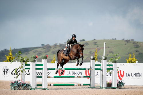 HILDE THE SHOWJUMPER TRADER. A mare with future. Suitable for both a professional or an amateur rider that is interested in a project. Plenty of scope, great mind, automatic flying changes, incredibly comfortable gaits, she has already jumped 1.25 m classes with ease and is ready to keep developing further in the sport. Her proven pedigree makes her interesting not only for the sport but also for breeding.
