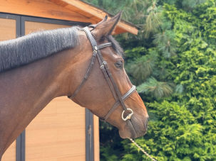 HILDE THE SHOWJUMPER TRADER. A mare with future. Suitable for both a professional or an amateur rider that is interested in a project. Plenty of scope, great mind, automatic flying changes, incredibly comfortable gaits, she has already jumped 1.25 m classes with ease and is ready to keep developing further in the sport. Her proven pedigree makes her interesting not only for the sport but also for breeding.