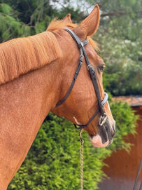 RINA THE SHOWJUMPER TRADER. A mare with future. Suitable for both a professional or an ambitious amateur rider. Plenty of scope, great mind, she has already jumped 1.45 m 2* classes, has some experience in the 1.40 m classes and is ready to keep developing further in the sport. Her proven pedigree and her white splash 1 gene genotype make her interesting not only for the sport but also for breeding.