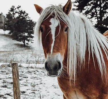 horse-8414296_640.jpg