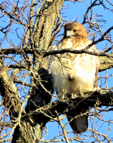 Hawk_IMG_5207.jpg