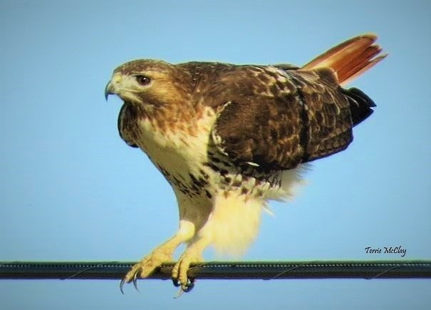 Hawk_0010.jpg