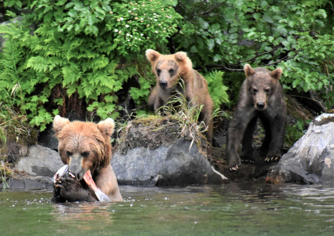 Coastal Brown Bears_DSC_4878.jpg