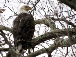 12240031_598811570274921_645420918341066