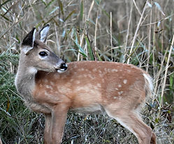 DR20_webpage_Deer_DSC0625.jpg