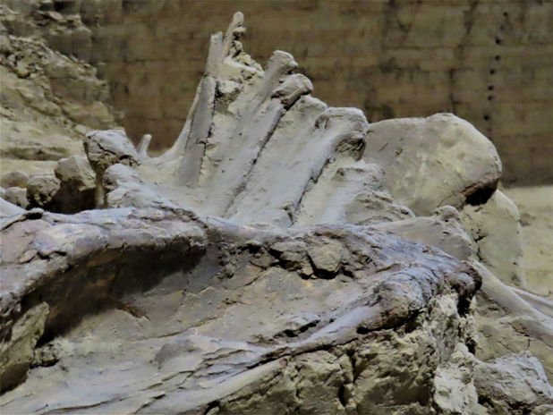 The Mammoth Site_IMG_9579.JPG