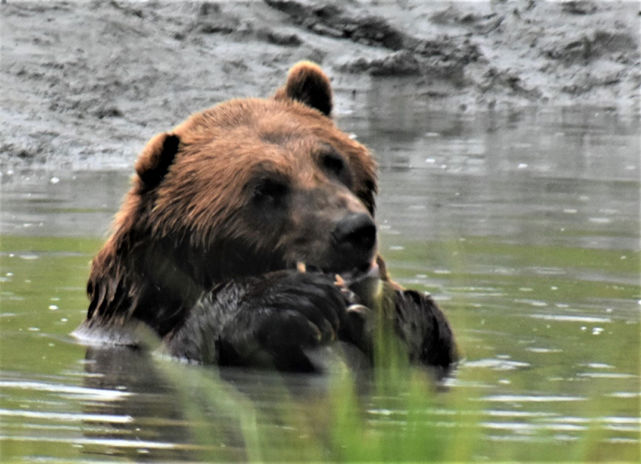 Grizzly_DSC_5417.JPG