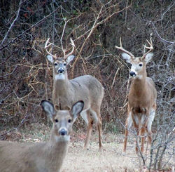 10394776_435106529978760_525567755506538