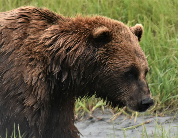 Grizzly_DSC_5503.JPG