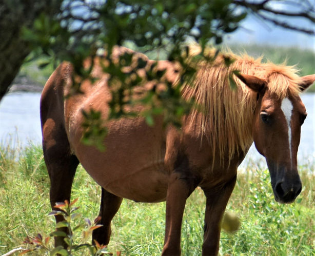 Corolla_pregnant mare_DSC0075.JPG