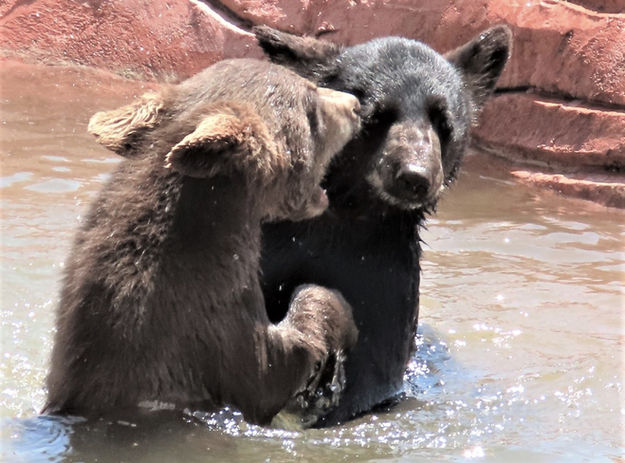Baby Bears_IMG_8804.JPG