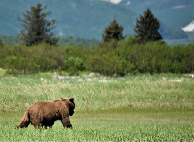 Katmai_DSC_1362 (2).JPG