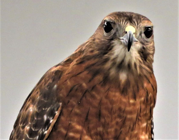 Hawk_IMG_076.JPG