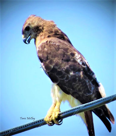 Hawk_IMG_1554.jpg