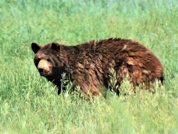 Bear Country_DSC_6102.JPG