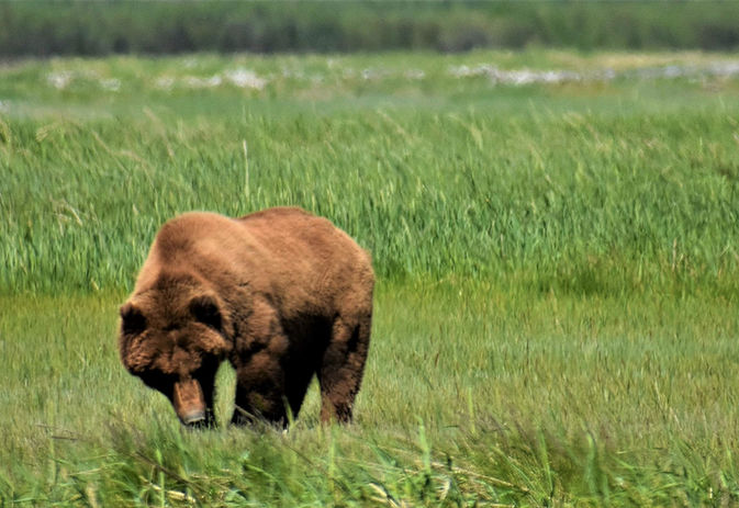 Katmai_DSC_1781.jpg