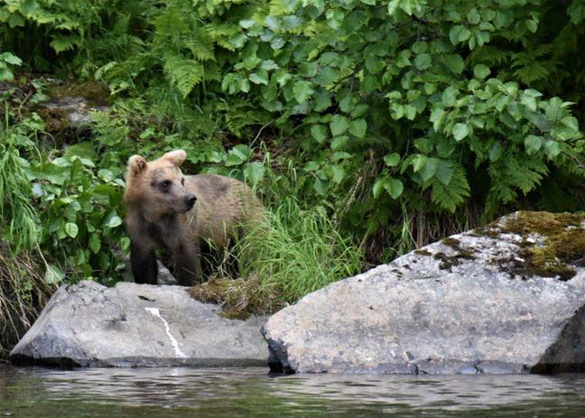 Coastal Brown Bears_DSC_4853.JPG