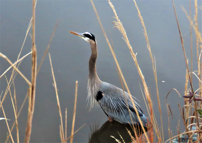 Blue Heron_IMG_9762.JPG
