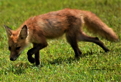 Posted_Wildlife_FB_Fox_DSC_7433 (5)