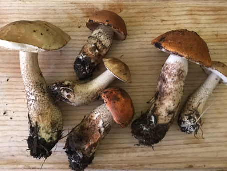 Tasty or Deadly?