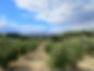 Screen olive grove staywellbehappy.png