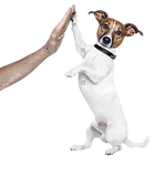 stock-photo-dog-high-five-with-male-hand-96202955_edited.png