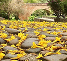 Dulce otoño.jpg
