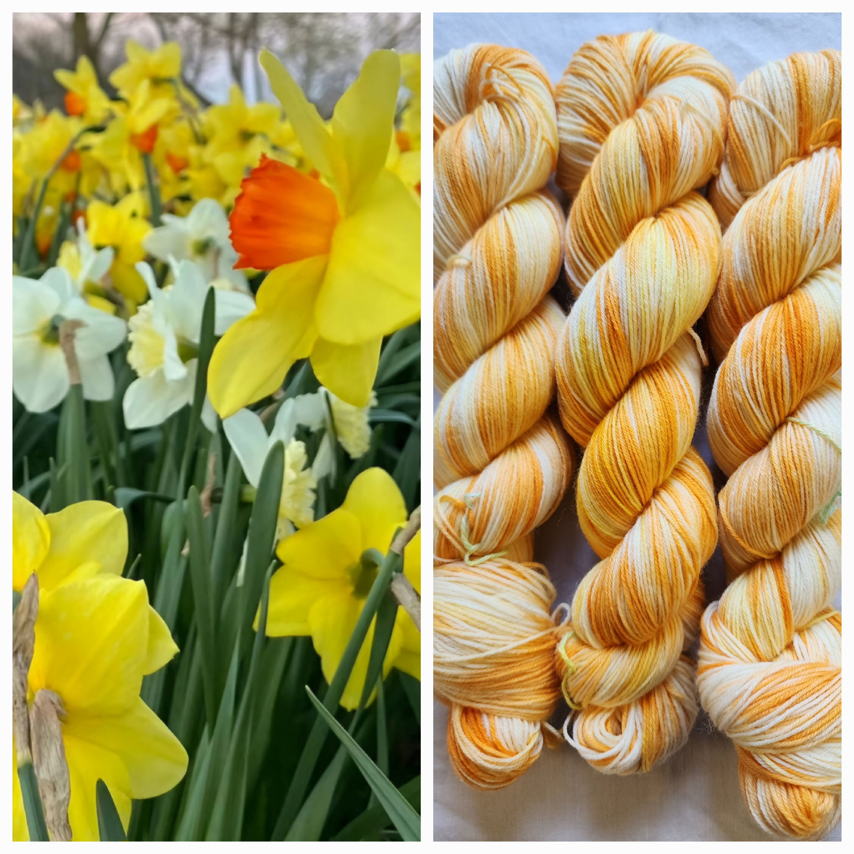 Daffodil (Pre-Order)