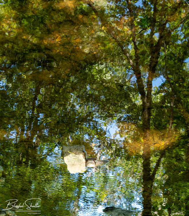 Reflection on the water at Flat Rock Brook Nature Center