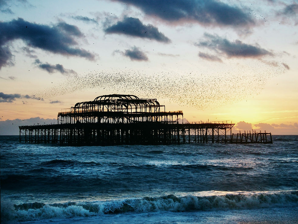 Witness, Welcome, and a Murmuration of Hope