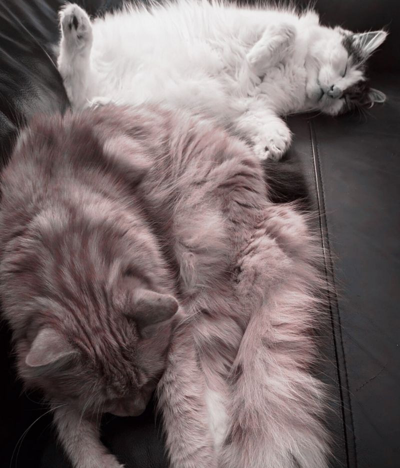 two gorgeous cats. one ginger, one black and white, both unbelievably fluffy