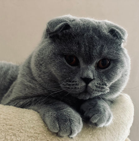 Chat mâle de race Scottish Fold de couleur bleu regardant l'objectif