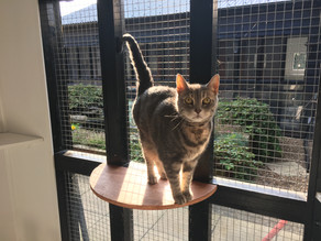 cat 2.JPG