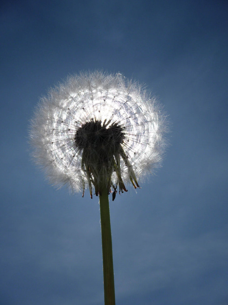 Dandelion